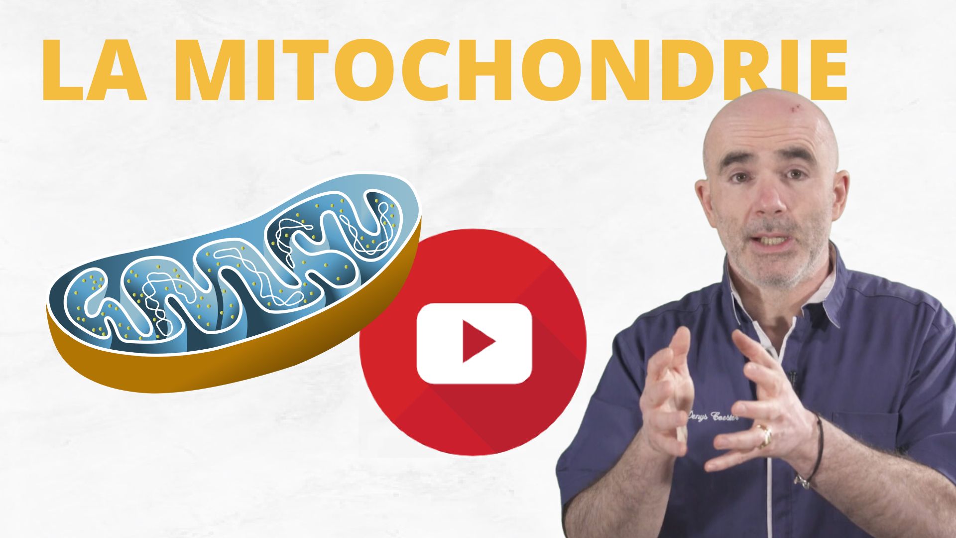 Le rôle de la mitochondrie